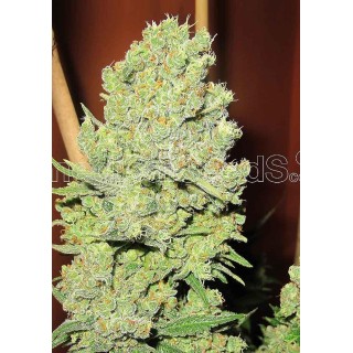 Channel + | Feminized Marijuana Seeds