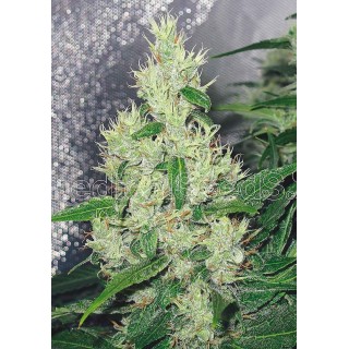 Y Griega | Feminized Marijuana Seeds