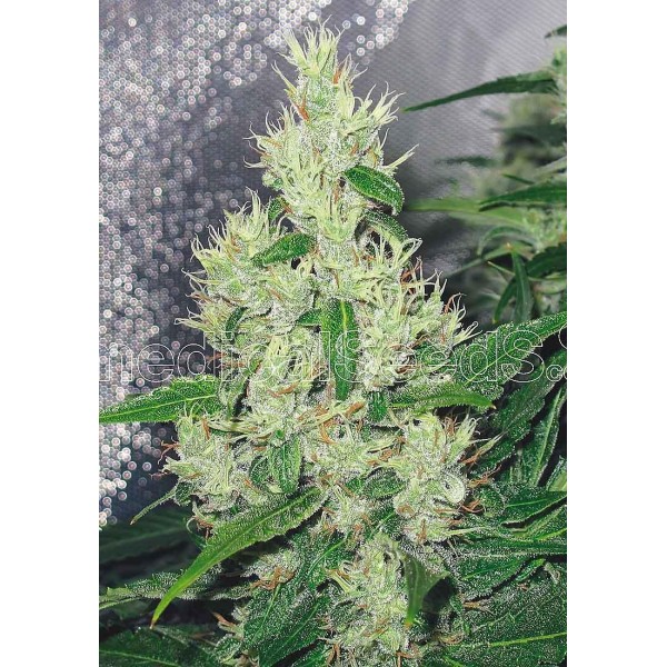 Y Griega | Sementes de marijuana Feminizadas