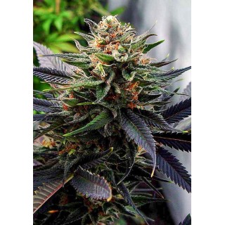 Lavender | Sementes de maconha Feminizadas