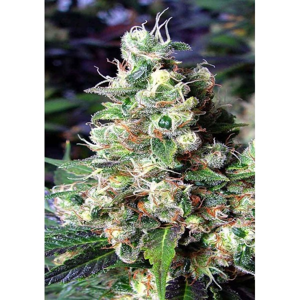 N.Y.C DIESEL | Sementes de maconha Feminizadas