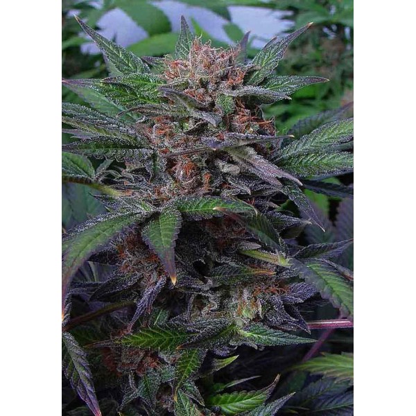 Somango | Sementes de maconha Feminizadas