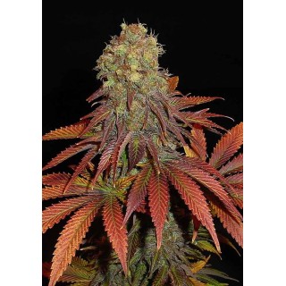 Rock Bud | Sementes de maconha Feminizadas