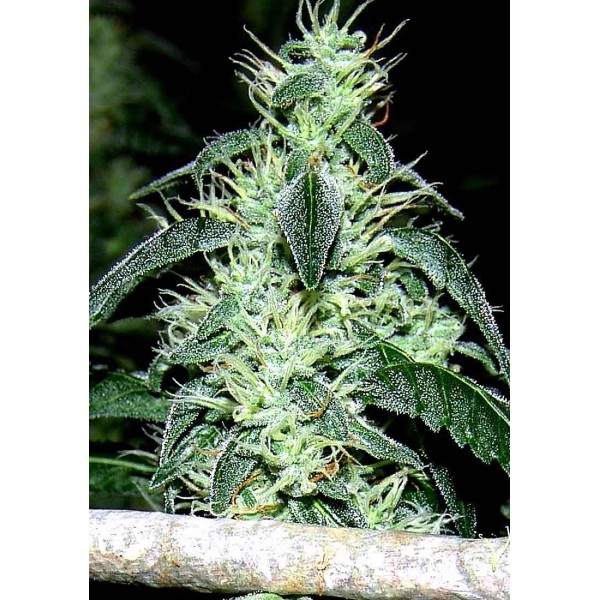 Heaven's Hash | Sementes de maconha Feminizadas