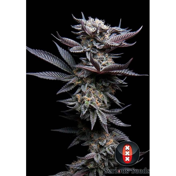 Biddy Early Feminized | Resistance and Production in Rainy Climates