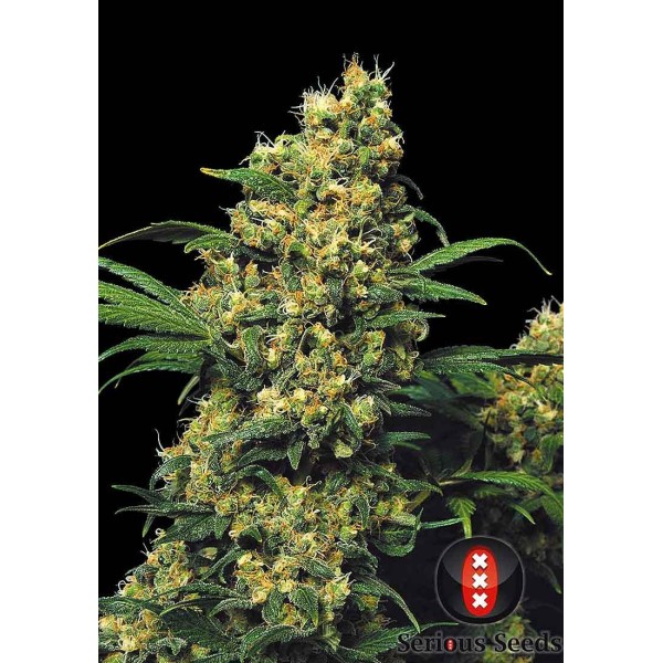 Warlock | Sementes de maconha Feminizadas