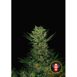 Double Dutch |Sementes de maconha Feminizadas