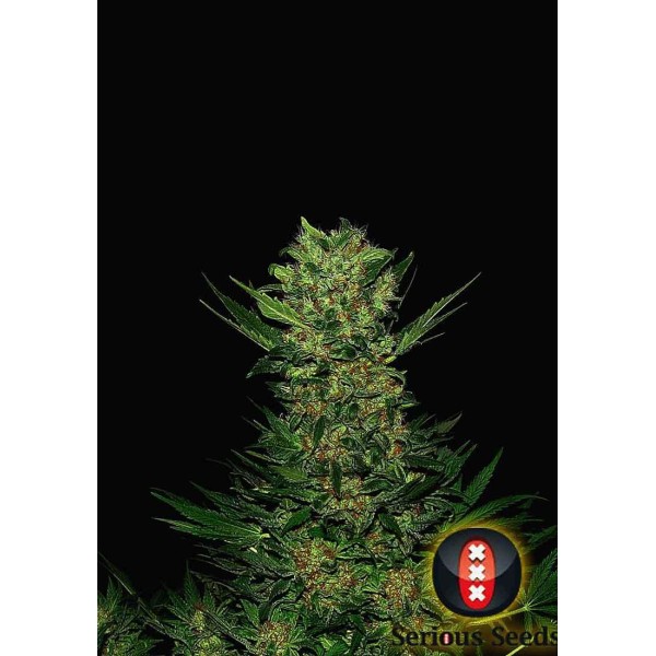 Double Dutch |Sementes de maconha Feminizadas