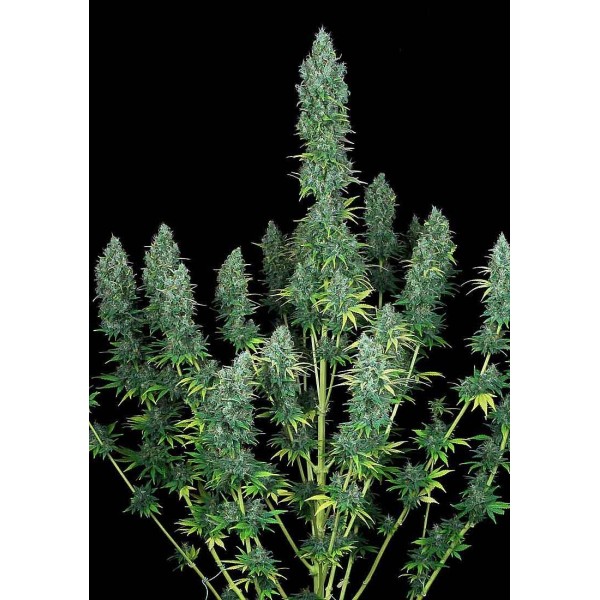 Serious Happiness | Sementes de maconha Feminizadas