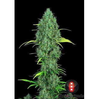 Serious Six | Feminized Marijuana Seeds