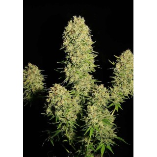 Chronic | Sementes de maconha Feminizadas