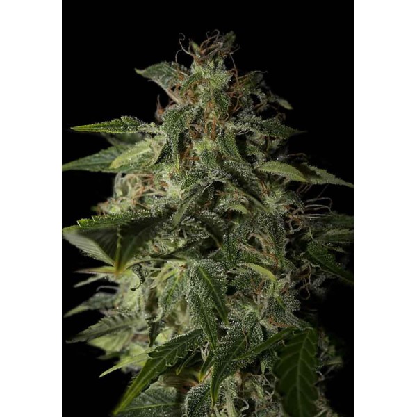 Afgooey | Sementes de maconha Feminizadas