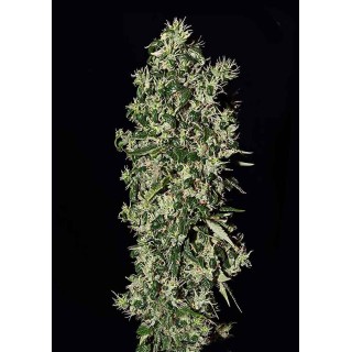 Big Tooth | Feminized Marijuana Seeds