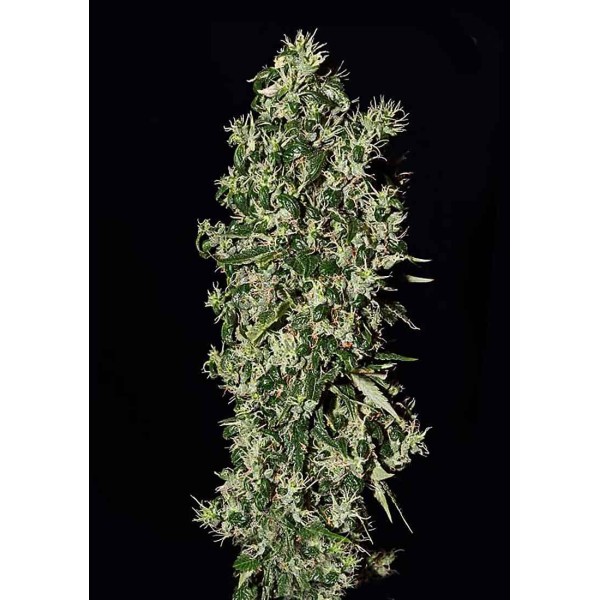 Big Tooth | Sementes de maconha Feminizadas