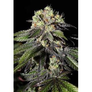 Caboose | Feminized Marijuana Seeds