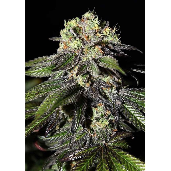 Caboose a venda  | Sementes de marijuana Feminizadas