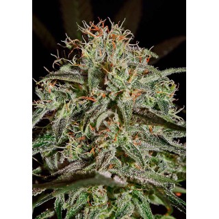 A.M.S Anti Mold Squad | Sementes de maconha Feminizadas