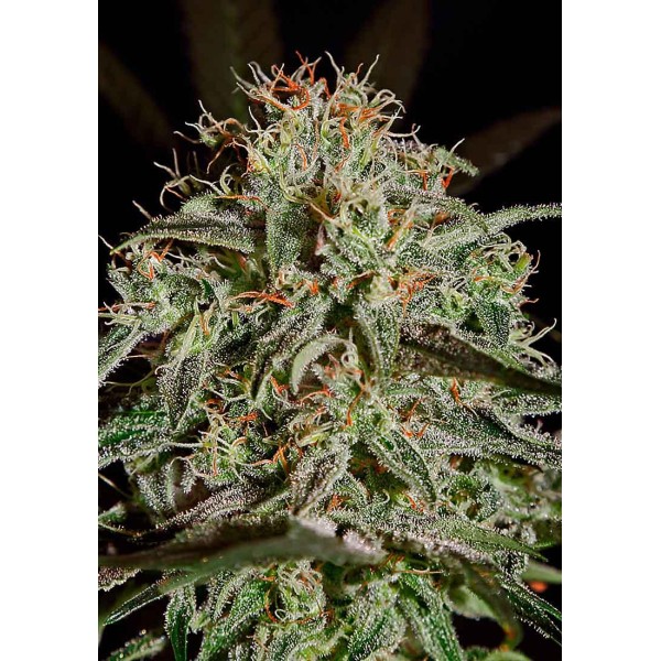 A.M.S Anti Mold Squad | Sementes de maconha Feminizadas