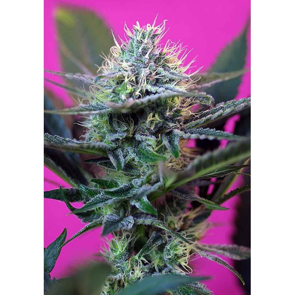 + Speed | Sementes de maconha Autoflorescentes