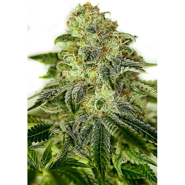 Glory OG | Feminized Marijuana Seeds