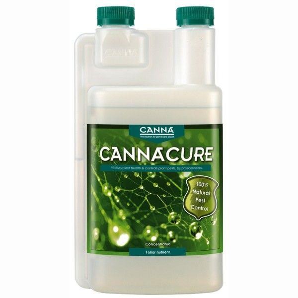 Cannacure | Cultivo de maconha