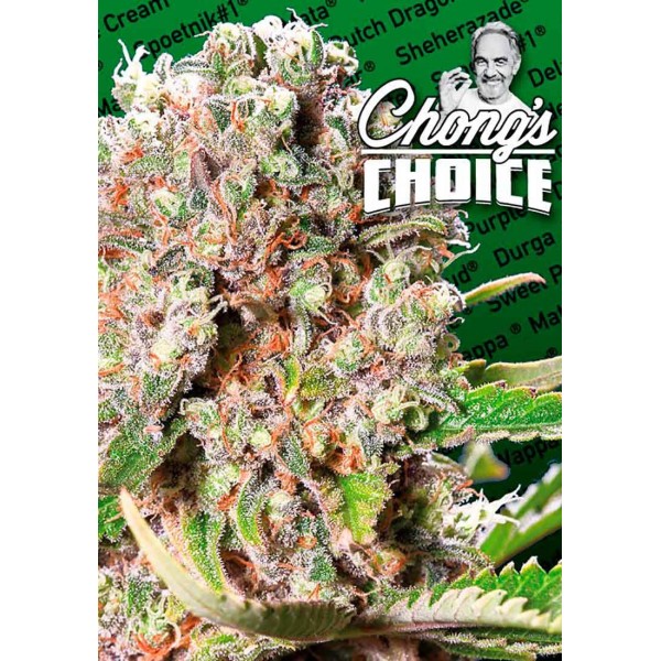 Mendocino Skunk | Feminized Marijuana Seeds