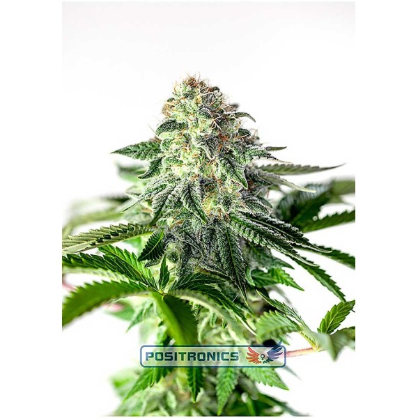 Sticky Dream Auto | Sementes de maconha Autoflorescentes