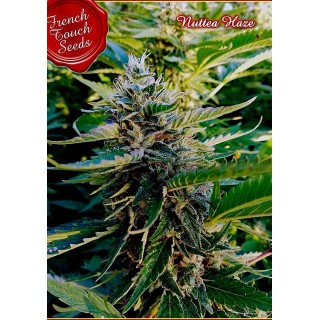 Nuttea Haze | Sementes de maconha feminizadas