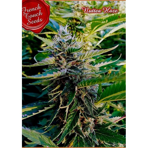 Nuttea Haze | Sementes de maconha feminizadas