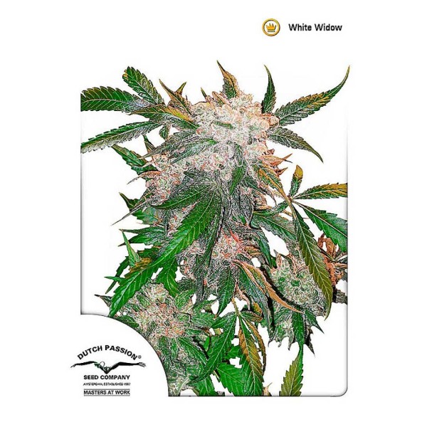 Compra White Widow da Dutch Passion | Sementes Feminizadas