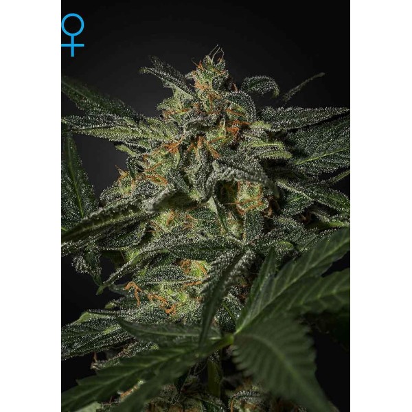 White Widow Auto | Sementes de canábis Autoflorescentes