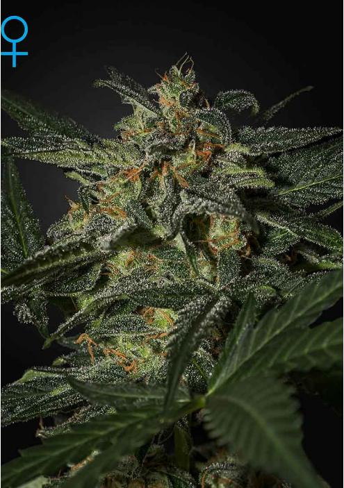 WHITE WIDOW AUTO