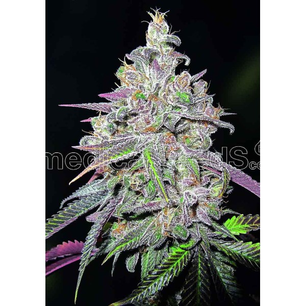 Comprar Mendocino Chanel Kush | Sementes Mendocino Chanel Kush baratas