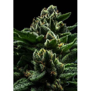 Do-G | Sementes de maconha Feminizadas