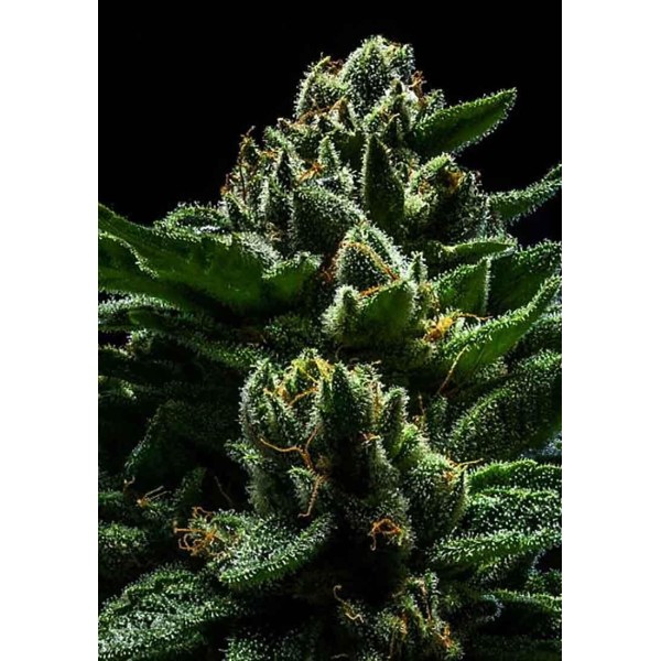 Do-G | Sementes de maconha Feminizadas