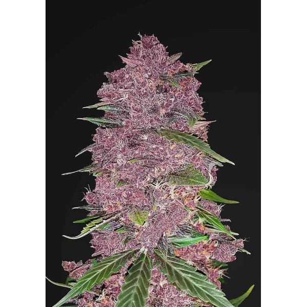 Purple Lemonade | Sementes de maconha Autoflorescentes