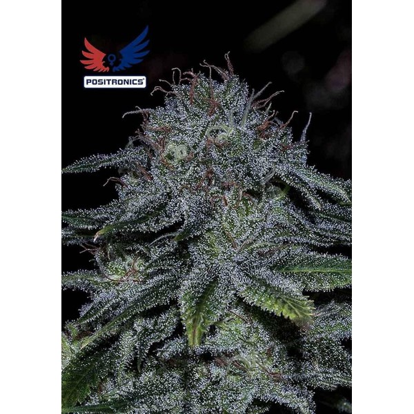 Mystic Cookie Auto | Sementes de maconha Autoflorescentes