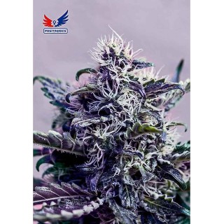 Kush Auto | Sementes de maconha Autoflorescentes