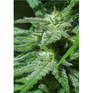 White KC Feminized | KC Brains Seeds