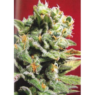 Cristal Limit Feminizada | Sementes KC Brains