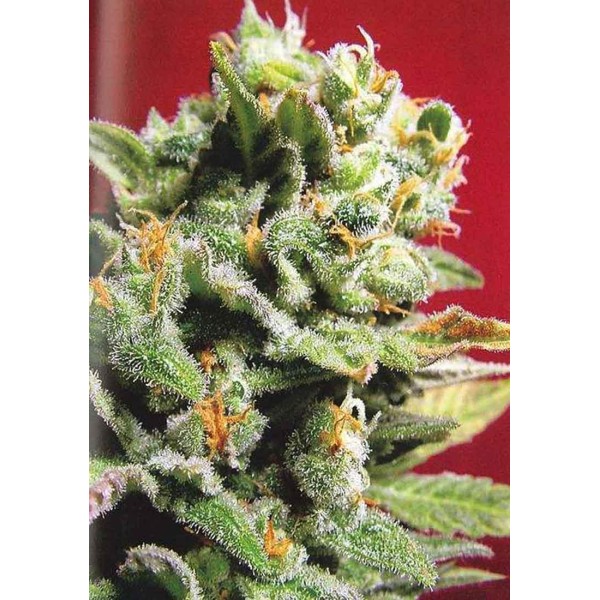 Cristal Limit Feminizada | Sementes KC Brains