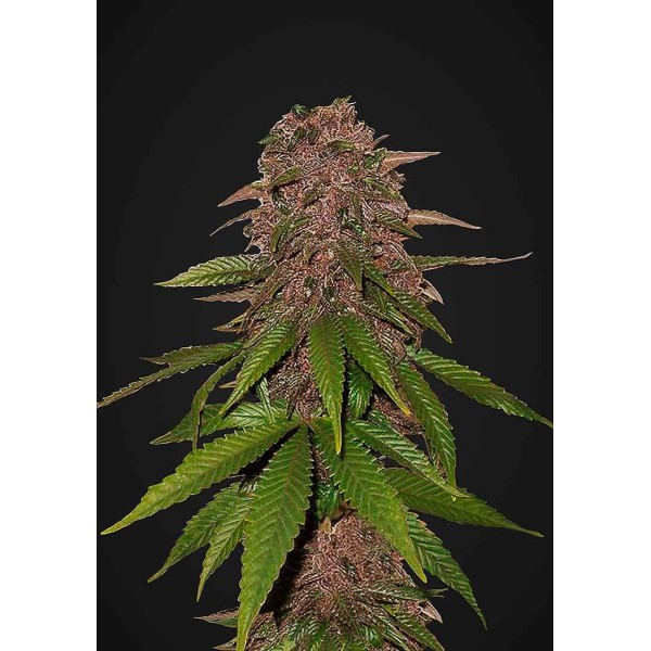 C4 Auto | Sementes de maconha Autoflorescentes