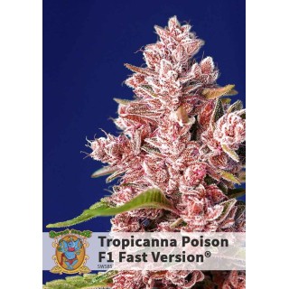 TROPICANNA POISON FAST VERSION