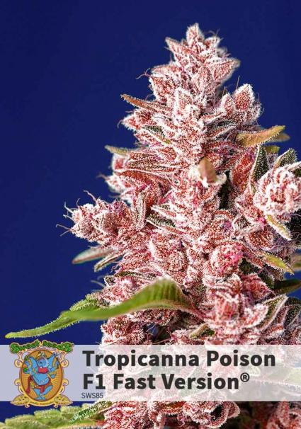 TROPICANNA POISON FAST VERSION