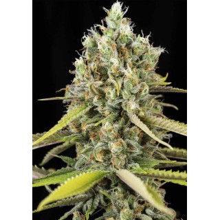 LEMON KING