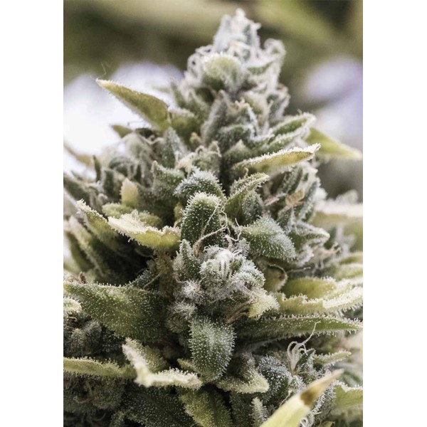 OG Kush Auto Feminizada | Semillas Humboldt Seeds