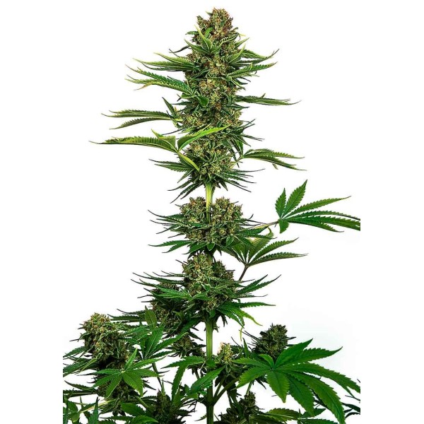 SATIN BLACK DOMINA CBD