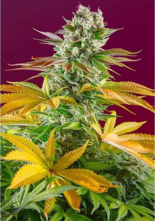 Buy marijuana plant feminized in the United States - safe