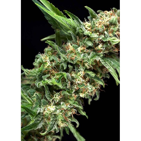 Auto Alpujarreña | Sementes de maconha Autoflorescentes