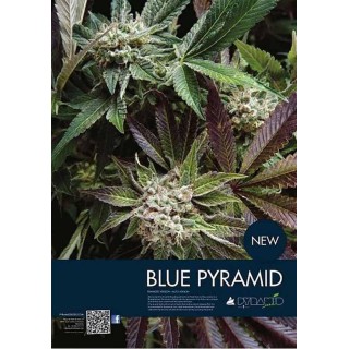 AUTO BLUE PYRAMID
